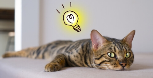 ゴキブリワンプッシュプラスの猫やペットへの害や影響は？使い方や効果 