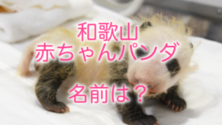 和歌山の赤ちゃんパンダの名前は？