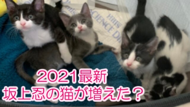 坂上忍の猫 画像