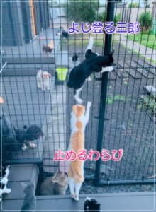 フェンスにのぼる3郎 画像