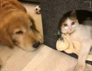 ちくわ 画像