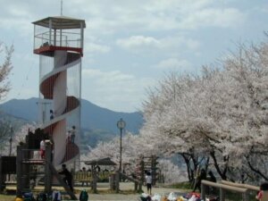 展望塔と桜の画像